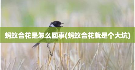 蚂蚁合花是怎么回事(蚂蚁合花就是个大坑)