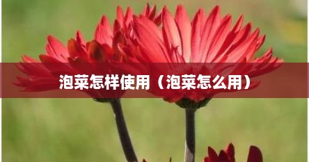 泡菜怎样使用（泡菜怎么用）