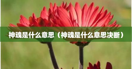 神魂是什么意思（神魂是什么意思决断）