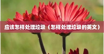 垃圾怎么处理才干净（垃圾怎么处理才正确）
