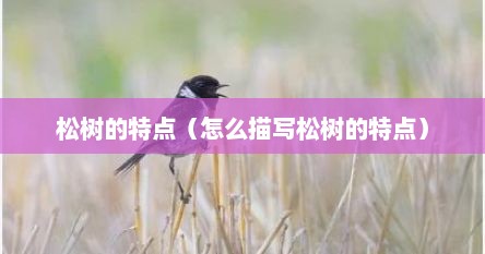 松树的特点（怎么描写松树的特点）