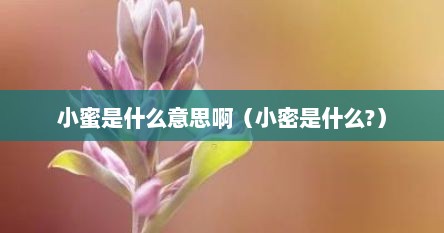 小蜜是什么意思啊（小密是什么?）