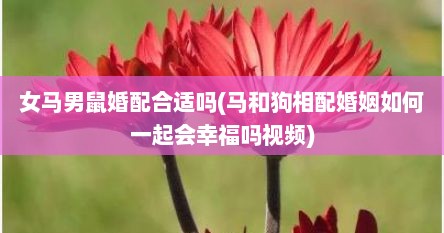 女马男鼠婚配合适吗(马和狗相配婚姻如何一起会幸福吗视频)