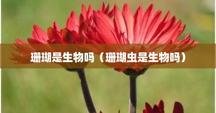 珊瑚是生物吗（珊瑚虫是生物吗）