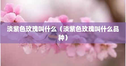 淡紫色玫瑰叫什么（淡紫色玫瑰叫什么品种）