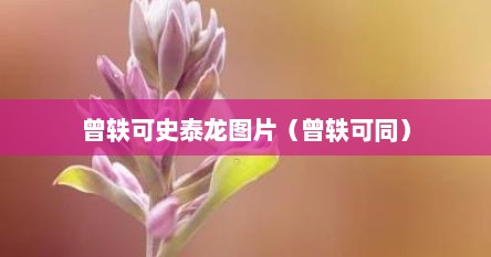 曾轶可曾泰龙（曾轶可与史泰龙相似度）