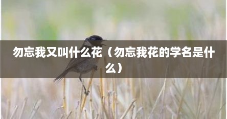 勿忘我又叫什么花（勿忘我花的学名是什么）