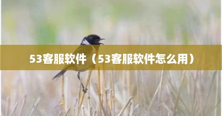 53客服软件（53客服软件怎么用）