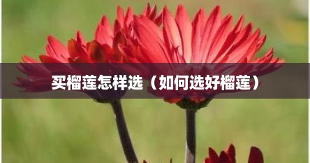 买榴莲怎样选（如何选好榴莲）