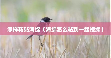 怎样粘贴海绵（海绵怎么粘到一起视频）