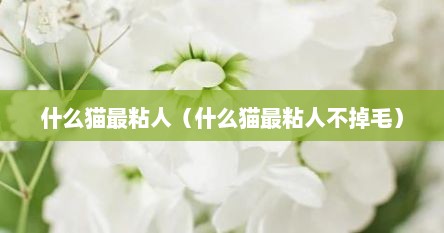 什么猫最粘人（什么猫最粘人不掉毛）