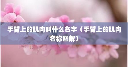 手臂上的肌肉叫什么名字（手臂上的肌肉名称图解）