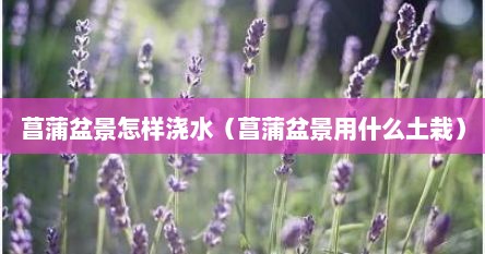 菖蒲盆景怎样浇水（菖蒲盆景用什么土栽）