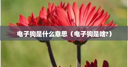 电子狗是什么意思（电子狗是啥?）