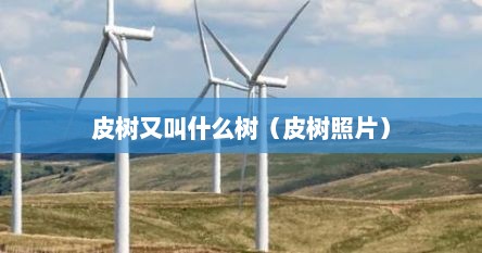 皮树又叫什么树（皮树照片）