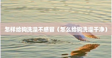 怎样给狗洗澡不感冒（怎么给狗洗澡干净）