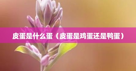 皮蛋是什么蛋（皮蛋是鸡蛋还是鸭蛋）