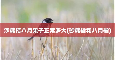 沙糖桔八月果子正常多大(砂糖橘和八月橘)