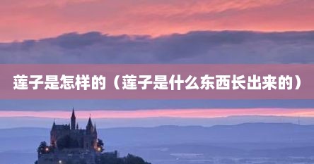 莲子是怎样的（莲子是什么东西长出来的）