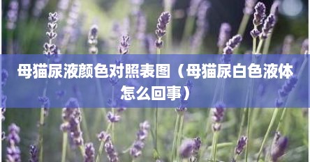 母猫尿液颜色对照表图（母猫尿白色液体怎么回事）